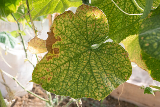 Red spider mite colony infestation on vegetable cucumber leaves. Insect concept.