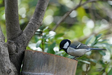 japanese tit in the forest