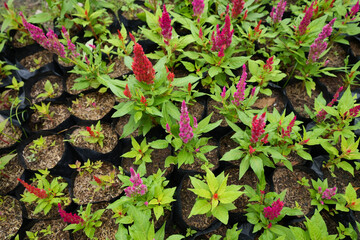 Small cockscomb flowers in black bags are prepared for sale in small sizes.