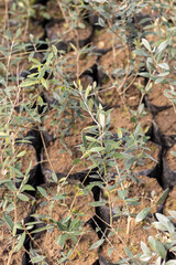 Olive plants growing in a plastic grower bags