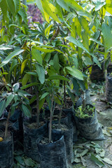 Obraz premium Mango fruit plants seedlings in a plastic bags