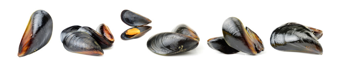 Fresh mussel on white background