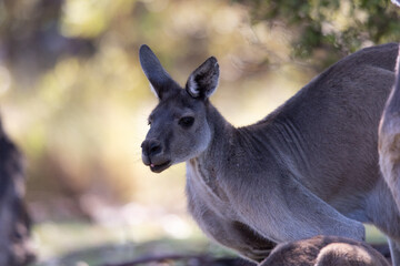 Kangaroo boomer close up