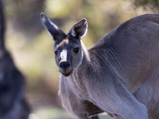 Kangaroo boomer close up