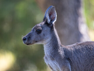 Kangaroo doe close up