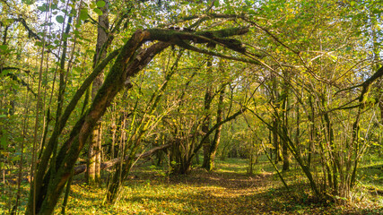 Fototapeta premium In nature, branches of trees with young foliage and shrubs form an arch