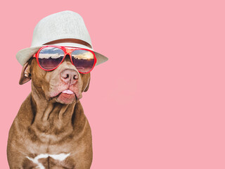 Lovable, pretty puppy brown color, sun hat and sunglasses. Travel preparation and planning....