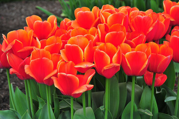 Red and yellow tulip.