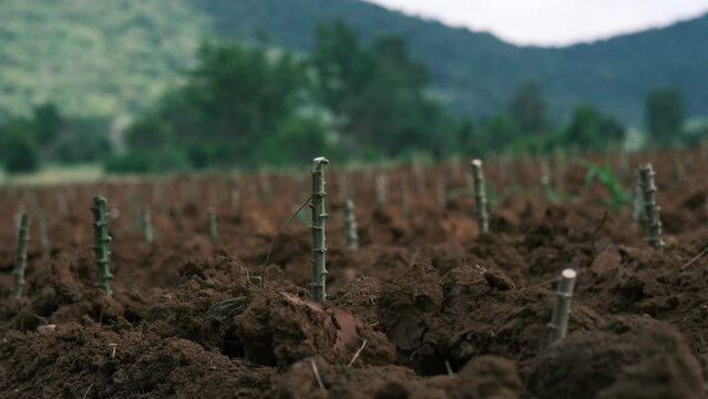 Cassava plantation.row of cassava tree in field, tapioca Starch, Row of manioc Sprouts Agricultural industrial cultivation of cassava. Planting young plants by plowing, lifting the drainage ditch