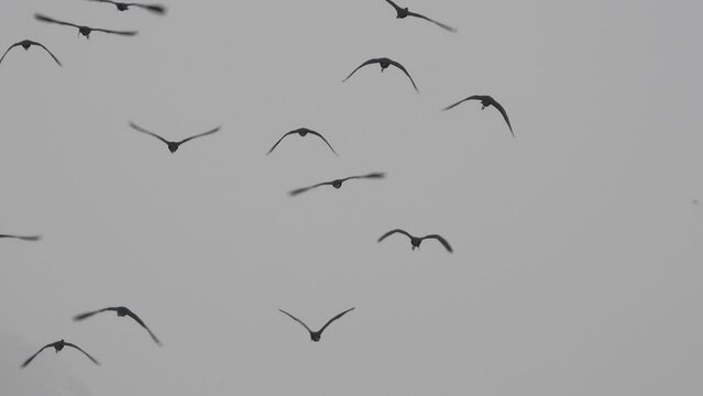 Beautifull Glossy ibis birds flying