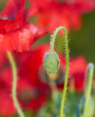 ポピーの花の蕾のアップ