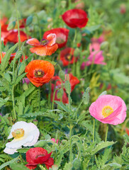 Obraz premium 花壇に咲いたポピーの花