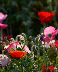 Obraz premium 花壇に咲いたポピーの花