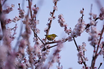 桜の木とメジロ