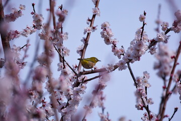 桜の木とメジロ