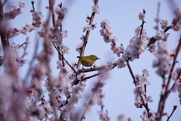 桜の木とヒヨドリ