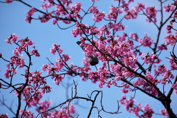桜の木とヒヨドリ