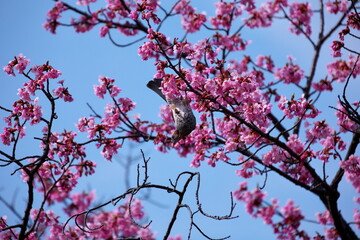 桜の木とヒヨドリ
