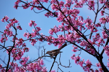桜の木とヒヨドリ