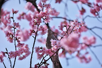 桜の木とヒヨドリ