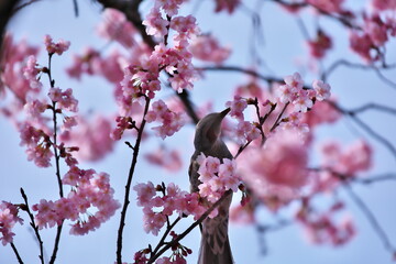 桜の木とヒヨドリ