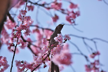 桜の木とヒヨドリ