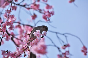 桜の木とヒヨドリ