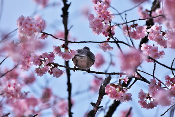 桜の木とヒヨドリ
