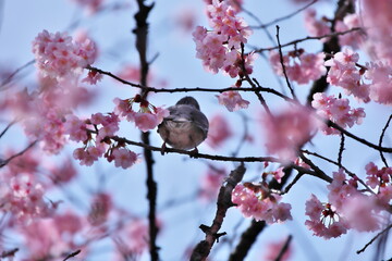 桜の木とヒヨドリ