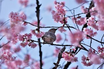 桜の木とヒヨドリ
