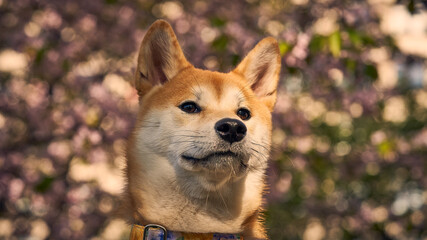 Proud Shiba Inu looks forward with blooming sakura behind him 