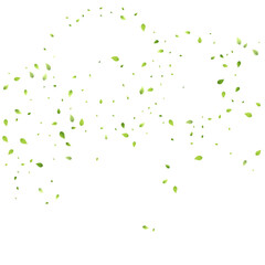 Leaves Green Falling Flying Foliage Leaf Tea Mint