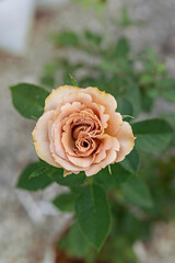 Obraz premium fresh rose flower in a garden