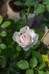 fresh rose flower in a garden