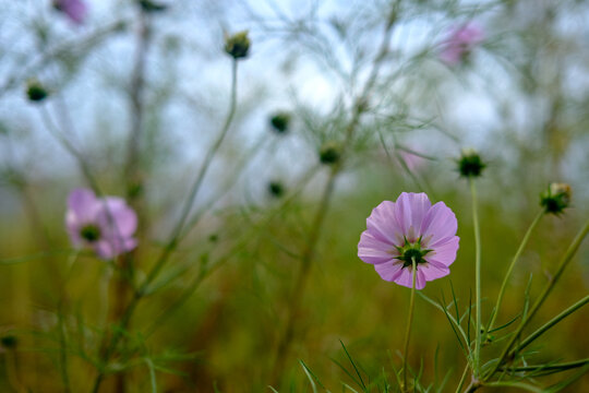 Beautiful landscape field of daisy flowers with bokeh background. Calm natural blooming pink daisy wallpaper.