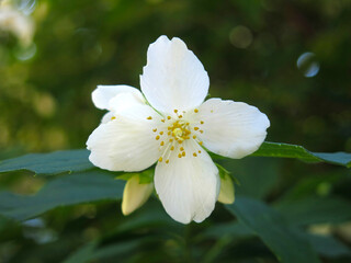 delicate white jasmine blooms in the garden in summer