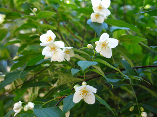 Obraz na płótnie Canvas delicate white jasmine blooms in the garden in summer