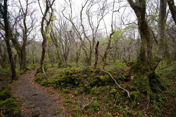 mossy rocks and bare trees in autumn forest