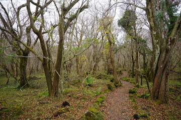 autumn forest with pathway