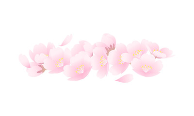 シンプルで美しい桜と花びらとつぼみのベクターイラスト