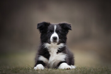 Border Collie puppy portrait of dog