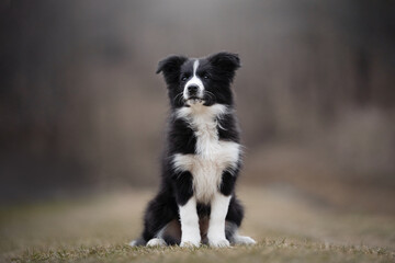 Fototapeta premium Border Collie puppy black and white dog breed