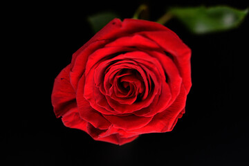 一輪の真赤なバラ