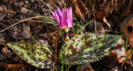 Closeup view of a Erythronium dens-canis