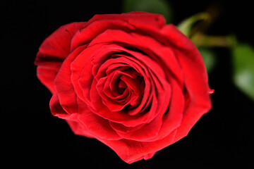 Fototapeta premium 一輪の真赤なバラ