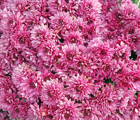 pink flowers background