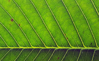 close up leaf texture