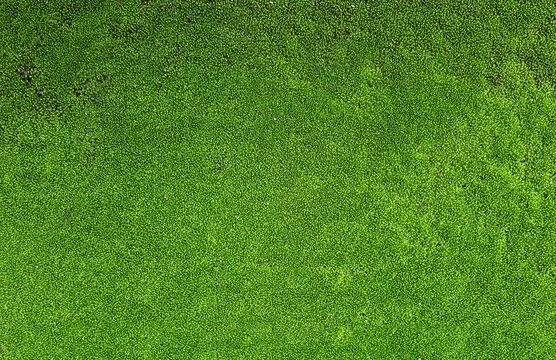 green moss texture