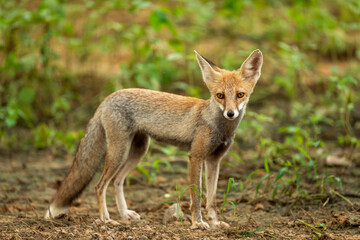 Naklejka na ściany i meble white footed fox or desert fox or vulpes vulpes pusilla portrait or closeup in natural monsoon green background at outdoor jungle safari at jhalana forest or leopard reserve jaipur rajasthan india