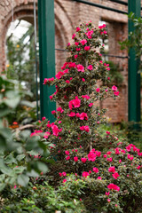 Fototapeta na wymiar Pyramid-shaped azalea bush with pink flowers blooms in the botanical garden